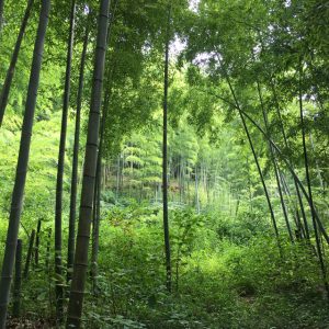竹林