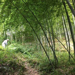 竹林に将来の翁