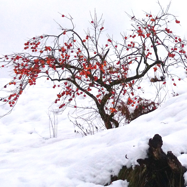 雪まみれ