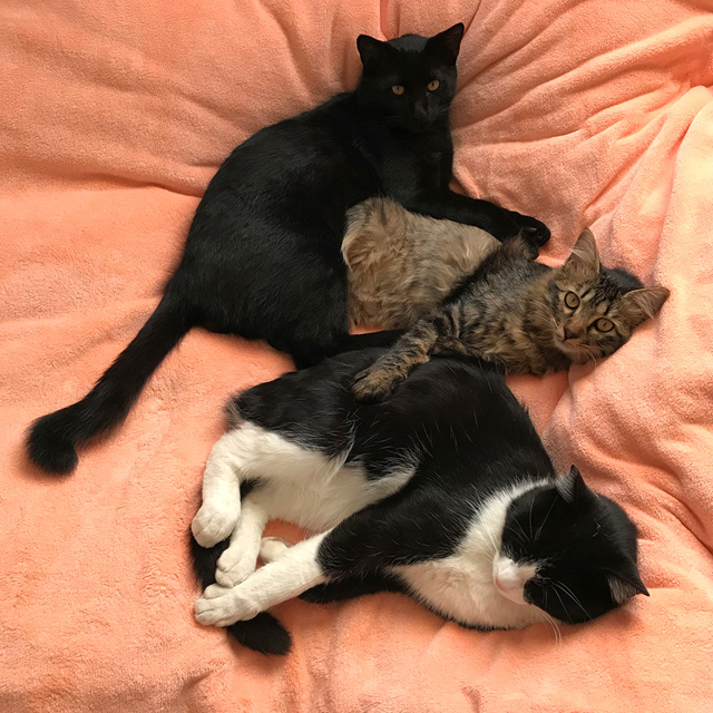 猫3兄弟
